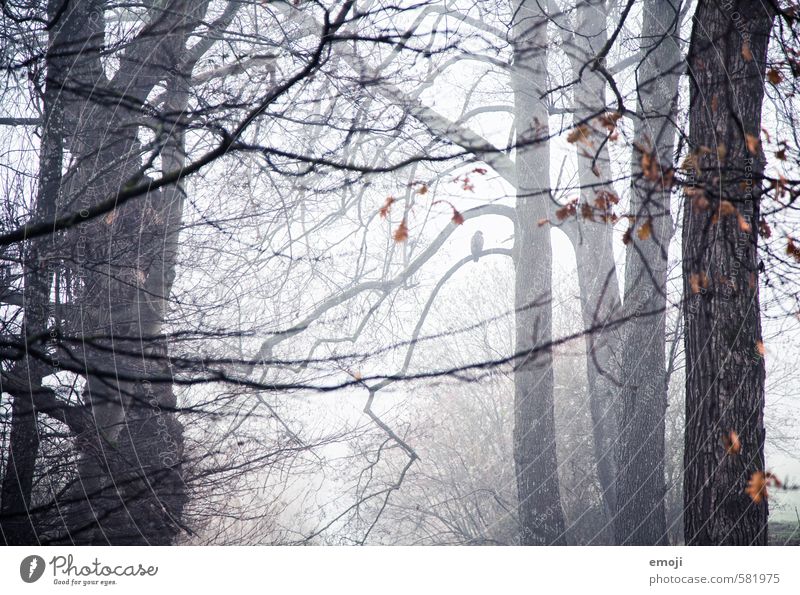 solitary Environment Nature Landscape Autumn Bad weather Storm Fog Plant Tree Forest Threat Dark Cold Branch Creepy Colour photo Subdued colour Exterior shot