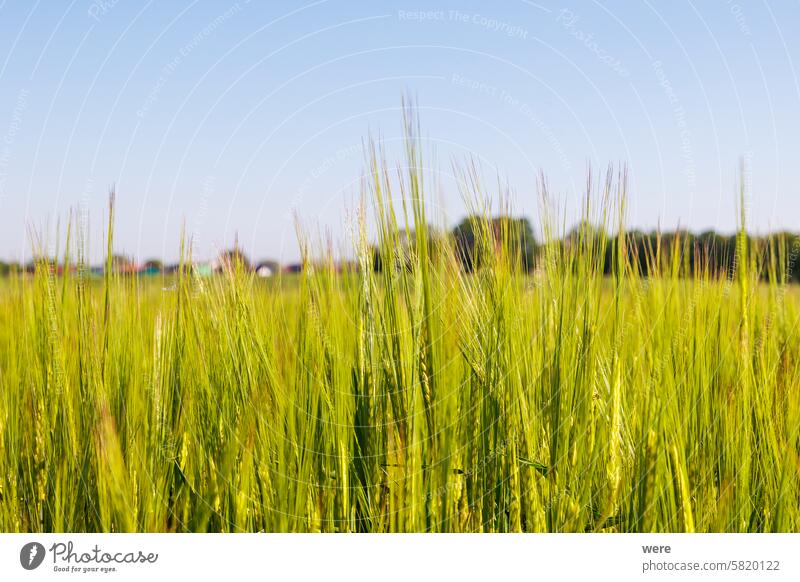 Field with unripe green grain stalks and blurred background Background copy space farmer farming field food fruit landscape nature nobody organic food plant