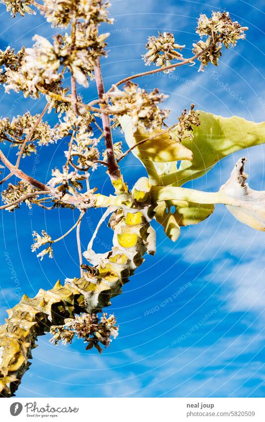 Plant unknown to me as an abstract, thorny sculpture - crisply flashed in front of a blue sky Tree thorns Thorny Aesthetics Flash photo Rocking Modern Sculpture