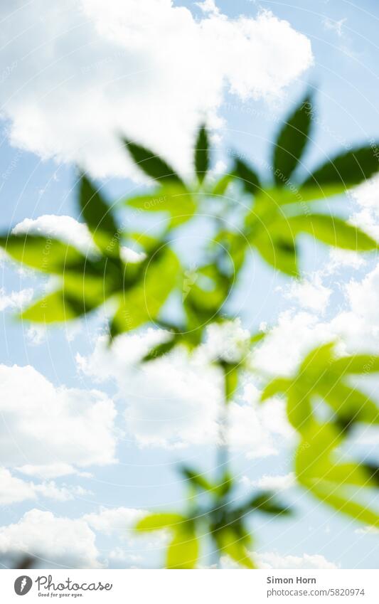 Shot of a cloudy blue sky with blurred leaves of a cannabis plant in the foreground Sky Clouds Cannabis Plant Marijuana high narcotic hazy befuddled Hemp Extend