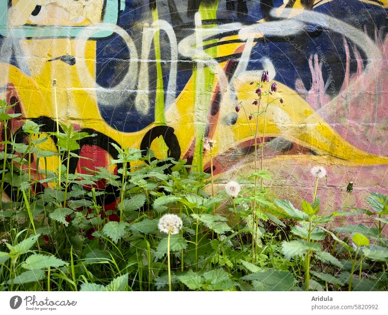 Spring green in front of graffiti Graffiti Wall (building) variegated words Abstract Dandelion Stinging nettle painting Facade Colour Wall (barrier) Creativity