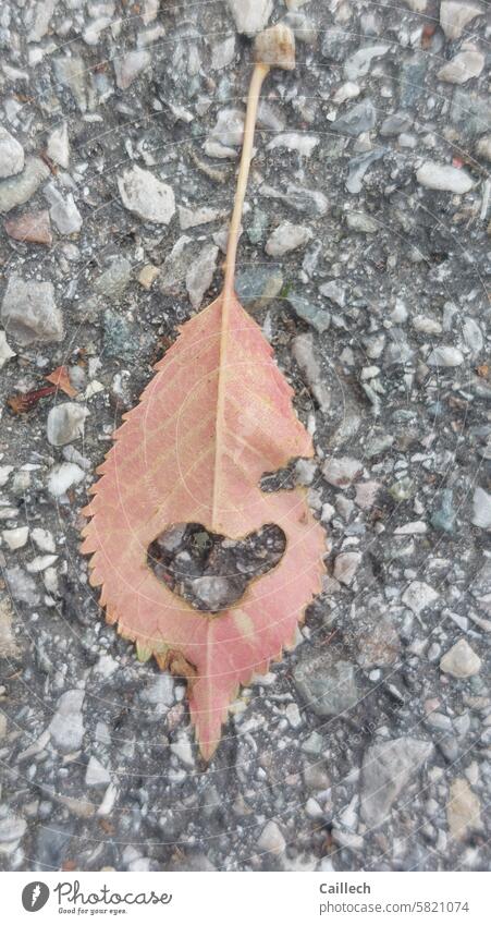 A leaf damaged in the shape of a heart on the asphalt Leaf Heart Day Street Brown Gray Coincidence tranquillity ancient love