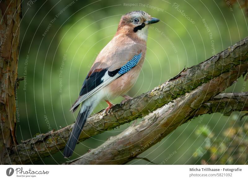 Jay in the tree Garrulus glandarius Animal face Head Beak Eyes Grand piano Feather Claw plumage Plumed Bird Tree Twigs and branches Wild animal Looking Nature