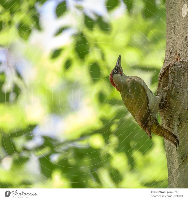 A green woodpecker "bathed in soft light", drinking from a tree hollow and holding its head high. Green woodpecker picus viridis little man Drinking Climbing