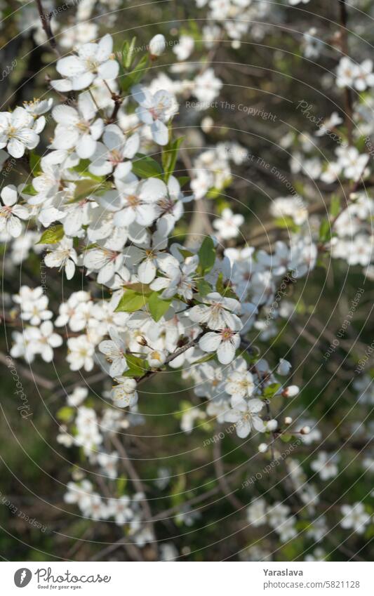 tree, nature, flower, blossom, season, spring, springtime, background, floral, leaf, landscape, outdoor, park, plant, cherry, beautiful, bloom, environment, green, branch