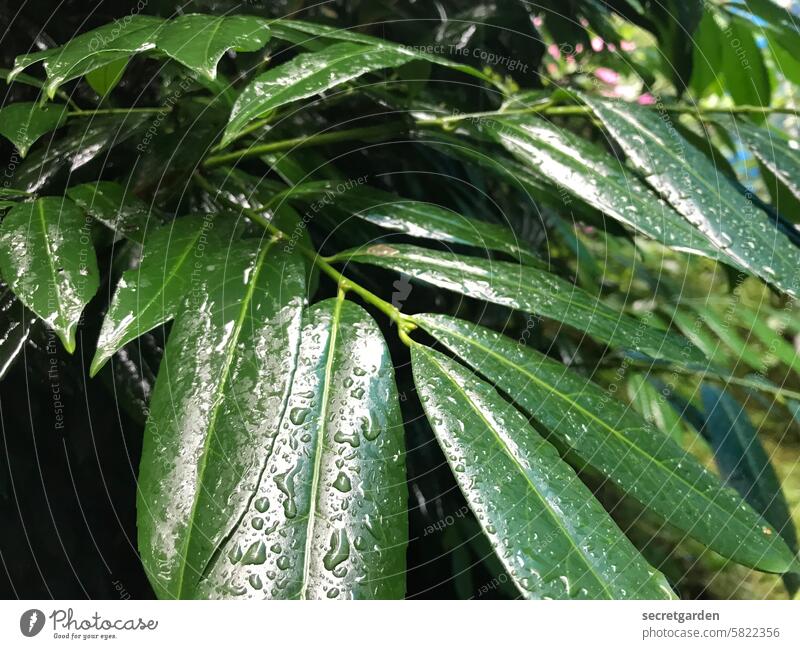 Seven days of rainy weather Rain Nature Leaf Plant Green Wet Rainy weather Weather Bad weather Water Drops of water raindrops Damp Deserted Cold Reflection