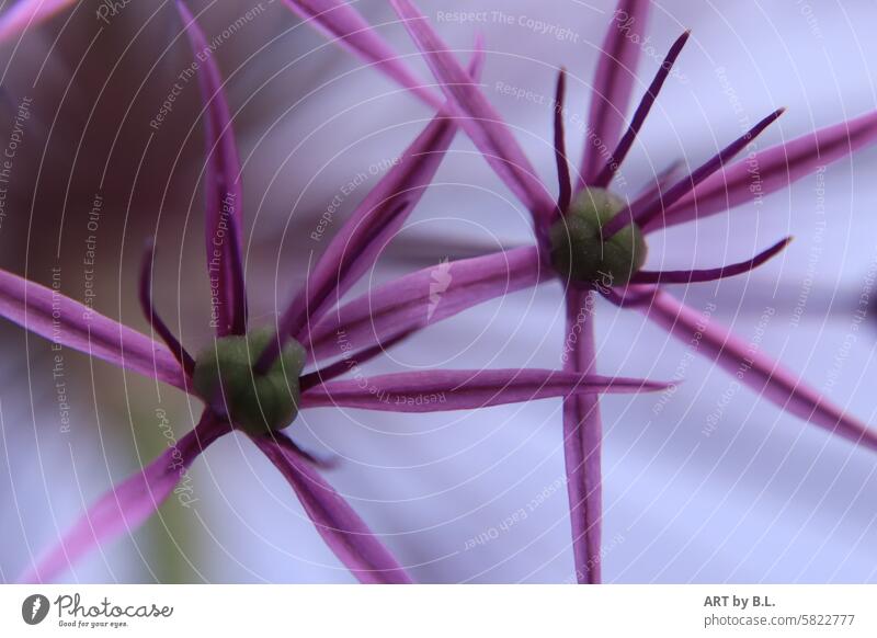 Two asterisks allium macro Close-up ornamental garlic Garden Plant Flower purple pink Sámen stars