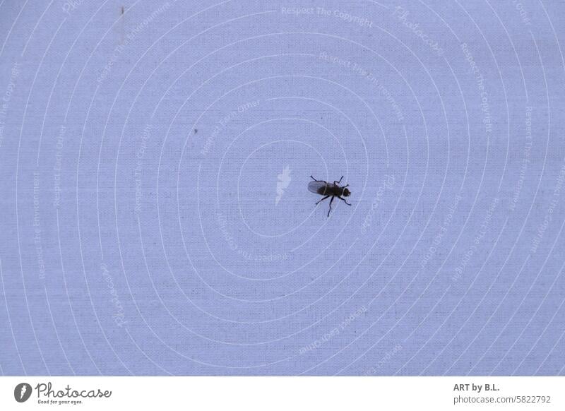 A fly Animal Insect Fly solo by oneself Minimalistic animal world background Flying flight