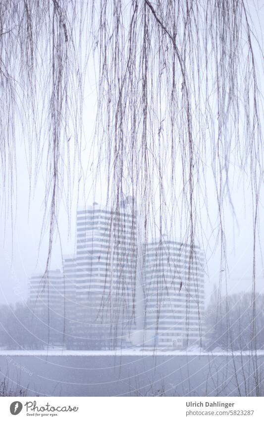 House on the lakeshore in the snow with branches of a weeping willow in the foreground Winter chill Snow icily Architecture Pattern melancholy Winter's day