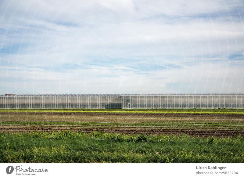 Greenhouse in front of green/yellow/brown fields with a blue sky and white blackthorn cloudsGreenhouse Agriculture Vegetable Food Agricultural industry Produce