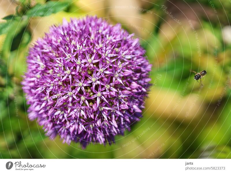 Ball leek with flying bee leeks bien Flying bee friendly plant Garden blossom Blossoming Plant Nature Flower Summer Colour photo Exterior shot Close-up pretty