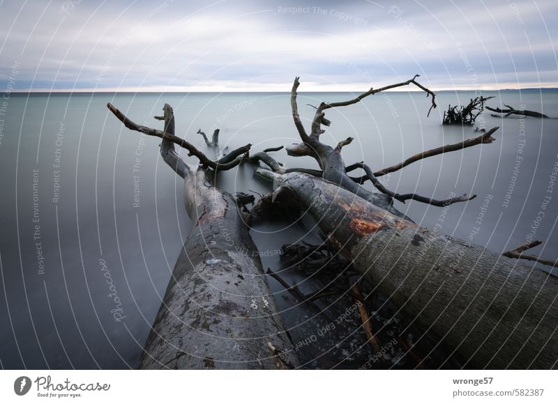 Falling Giants Nature Landscape Plant Water Sky Clouds Horizon Autumn Tree Coast Baltic Sea Blue Gray Surface of water Clouds in the sky Cloud cover Tree trunk