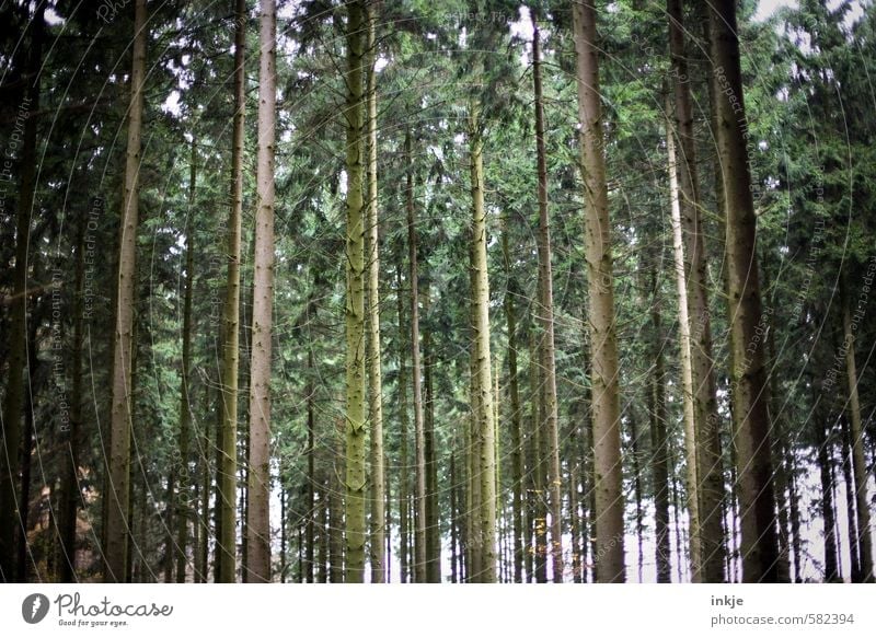 dark forest Environment - a Royalty Free Stock Photo from Photocase