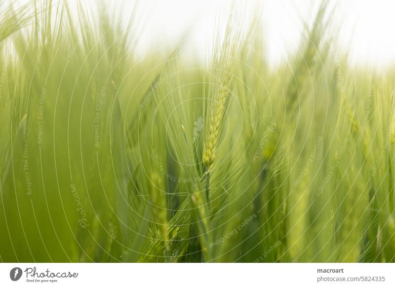 Grain field with ears of barley Barleyfield Ear of corn Grannen long Green spring Agriculture Landscape Monoculture Growth cereal cultivation Close-up
