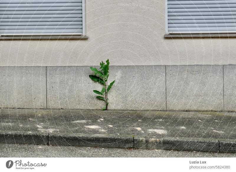 Ritzenkönig... Very large dandelion in front of a facade with closed shutters Nature Plant Green Growth Wild transient Town Day Living or residing Building