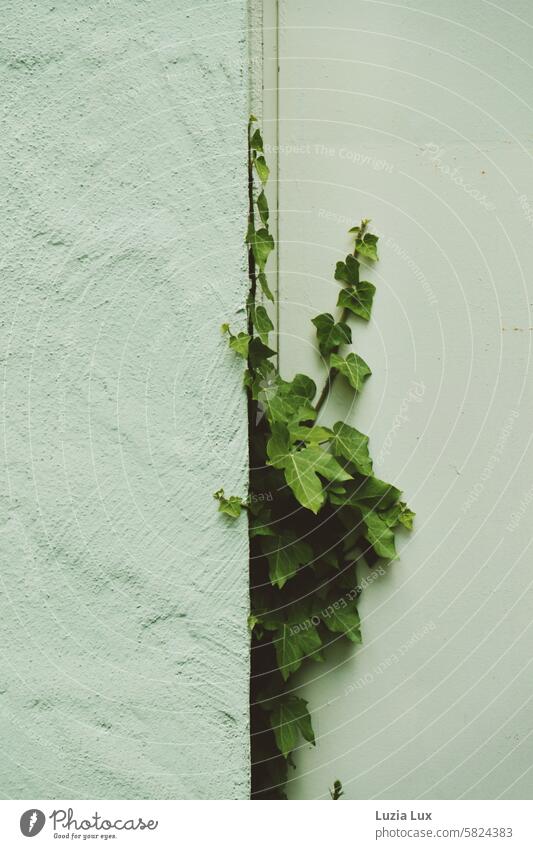 Ivy pushes through the door crack enchanted Closed Facade Gloomy Wall (building) Wall (barrier) Architecture Building Living or residing Day Town To hold on
