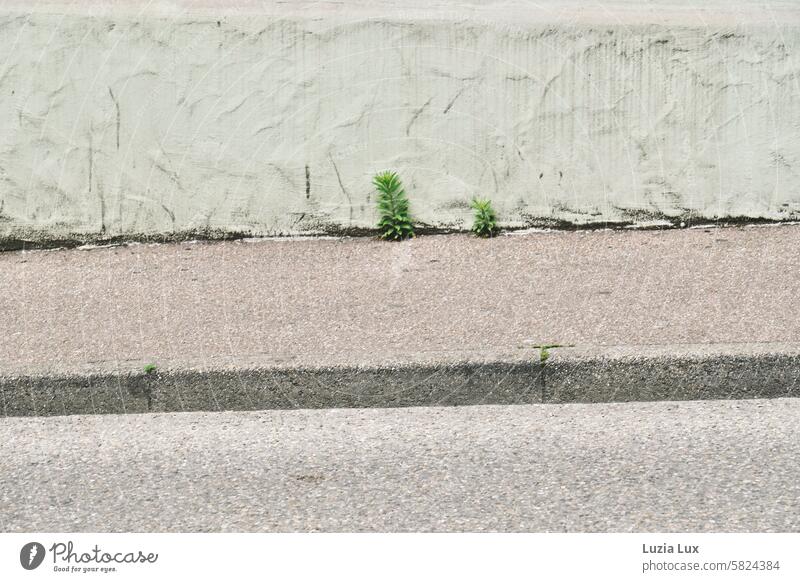 The kings of cracks... between house wall and sidewalk into the light Nature Plant Green Growth Wild transient Town Day Living or residing Building Architecture