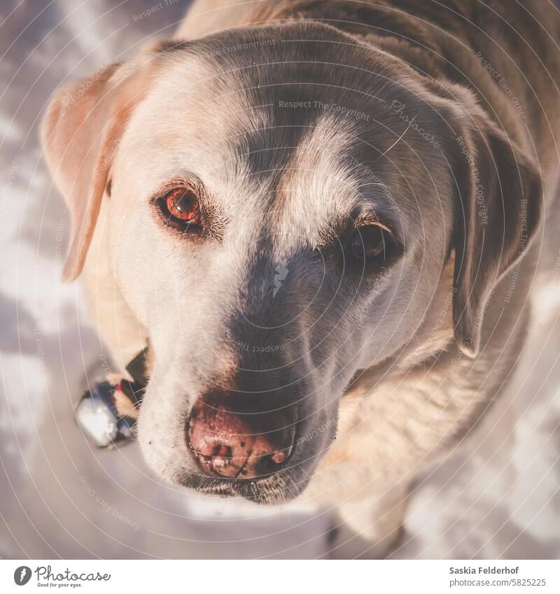 Dog looking up at viewer pet portrait stare Labrador labrador retriever Yellow Animal Happy Love Cute Animal face Face Animal protection humane society kind