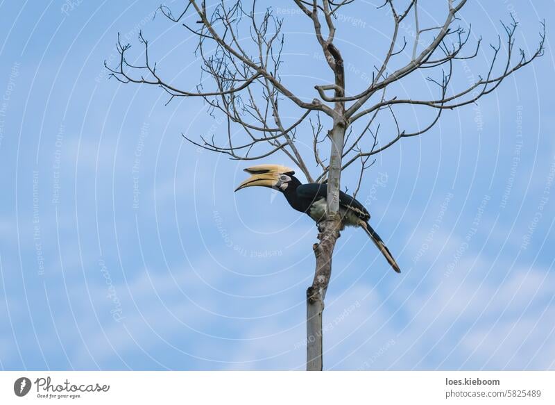 Oriental Pied Hornbill in leafless tree on blue sky with soft clouds in Sukau, Malaysia oriental pied hornbill bird sukau animal anthracoceros albirostris)