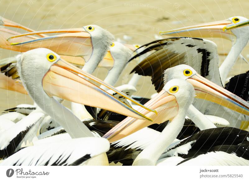 confusion of the spectacled pelicans Spectacled Pelican Muddled Exotic Wild animal Group of animals Together Habitat Australia Queensland animal world Bird