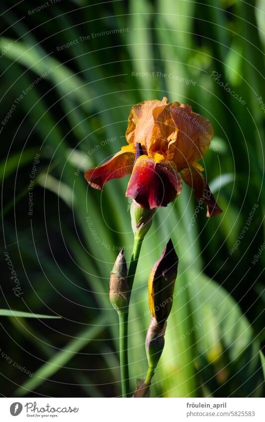 Warm color spectrum | Iris and buds in orange-red-yellow-purple Iridaceae Flower Bearded iris Blossom Plant Nature Garden Spring Summer Blossoming Violet Orange
