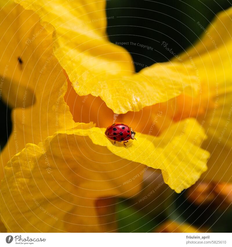 Red-black-yellow | Ladybird on a yellow flower Happy Crawl Beetle Insect Animal Close-up Small Nature Good luck charm Plant Yellow yellow flowers