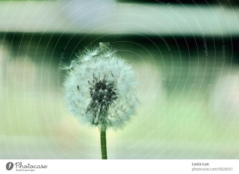 Dandelion seeds taking off dandelion seed Green Delicate windy Wind Ease Plant Sámen Easy Spring naturally Faded White Wild plant umbrella Transience