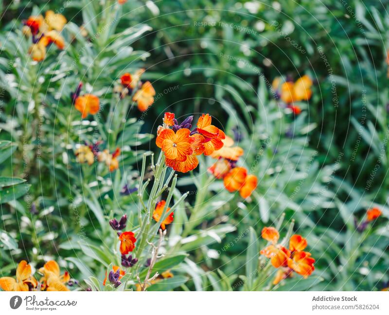 Vibrant orange wallflowers blooming in green foliage erysimum petal vein leaf flora plant garden horticulture nature natural spring summer growth vibrant bright