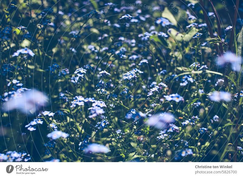Forget-me-nots in the garden Forget-me-not flowers Blue Spring Blossom Flower Plant Nature Garden Delicate Shallow depth of field Small light blue Blossoming