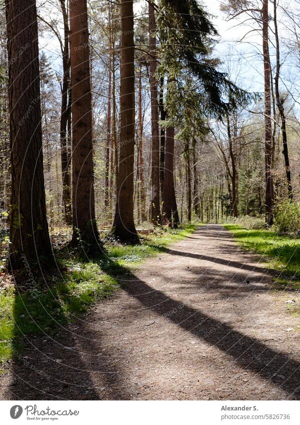 Forest path in backlight with tree shadow forest path trees Shadow Shade of a tree Nature off To go for a walk Lanes & trails Relaxation Landscape Footpath