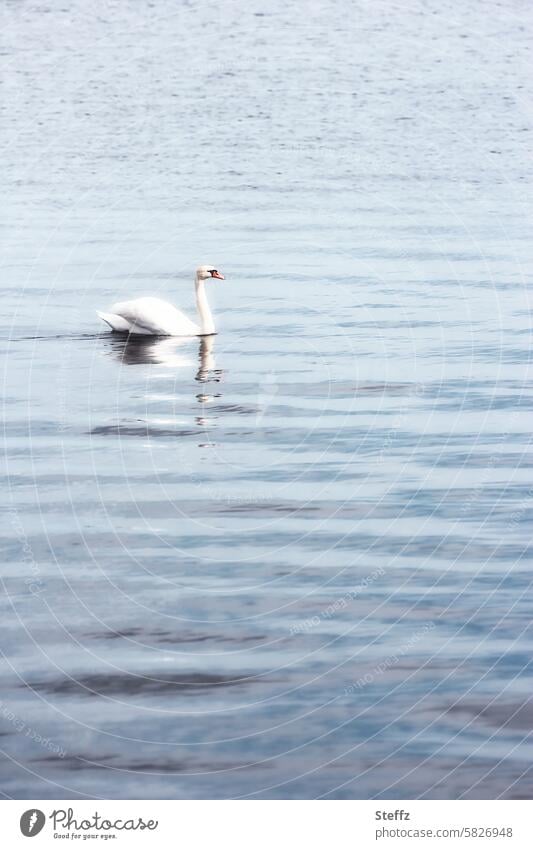 Everything will be fine | relax in nature Swan relaxation everything will be all right tranquillity Idyll Calm idyllically light colours bright light Light Lake