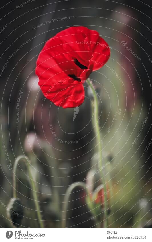 the poppy in full bloom Poppy Poppy blossom Red red poppy Blossom Flower Mo(h)nday red blossom red flower petals come into bloom Simple wild flower papaver