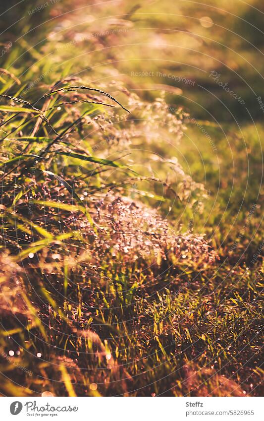 Summer grass by the wayside Grass uncontrolled growth Tuft of grass summer heat ardor Illuminating summer light Sunlight warm brown hues Summer Trail Light
