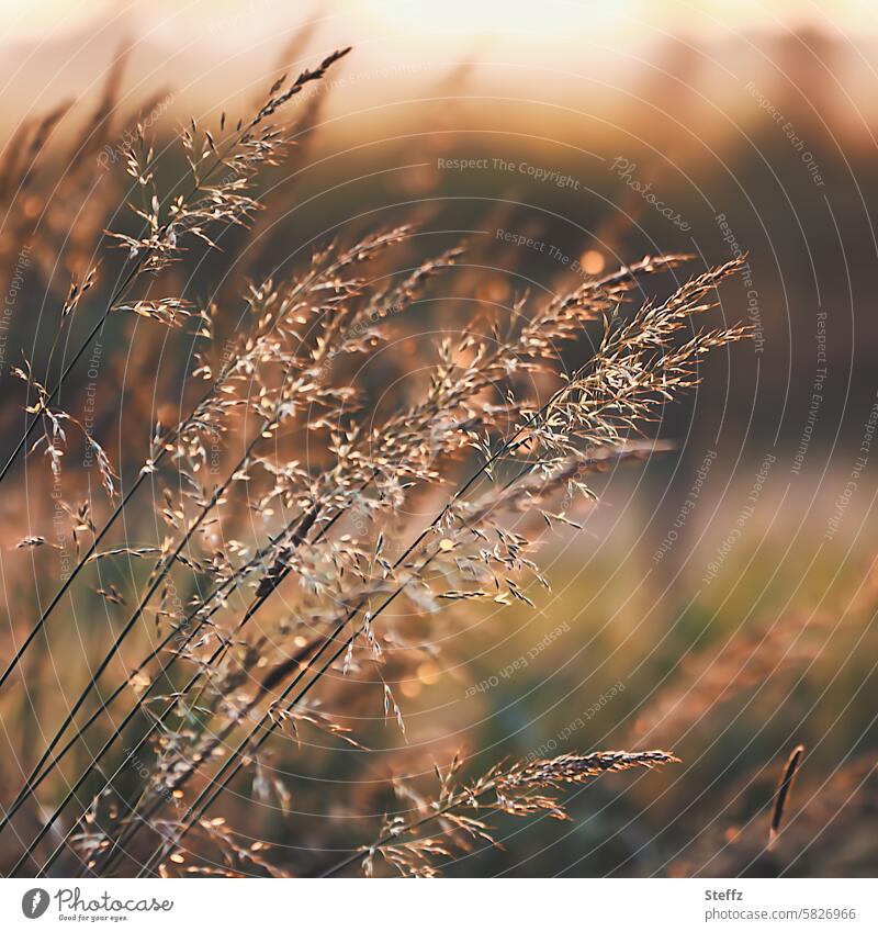 Grasses in warm sunlight Tuft of grass Flower of grass Grass meadow blossom Brown tones sunny Back-light summer meadow wild plants Meadow Summery ordinary