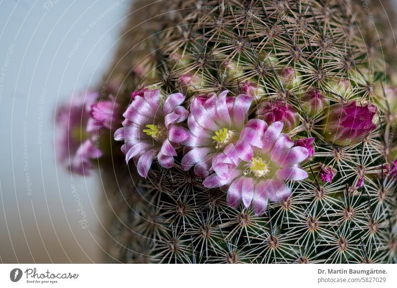 Mammllaria sp, warty cacus flowering, from Mexico mammillaria Warty cacus Blossoming thorny fluffy cylindrical Plant blossom Close-up blossoms Cactaceae
