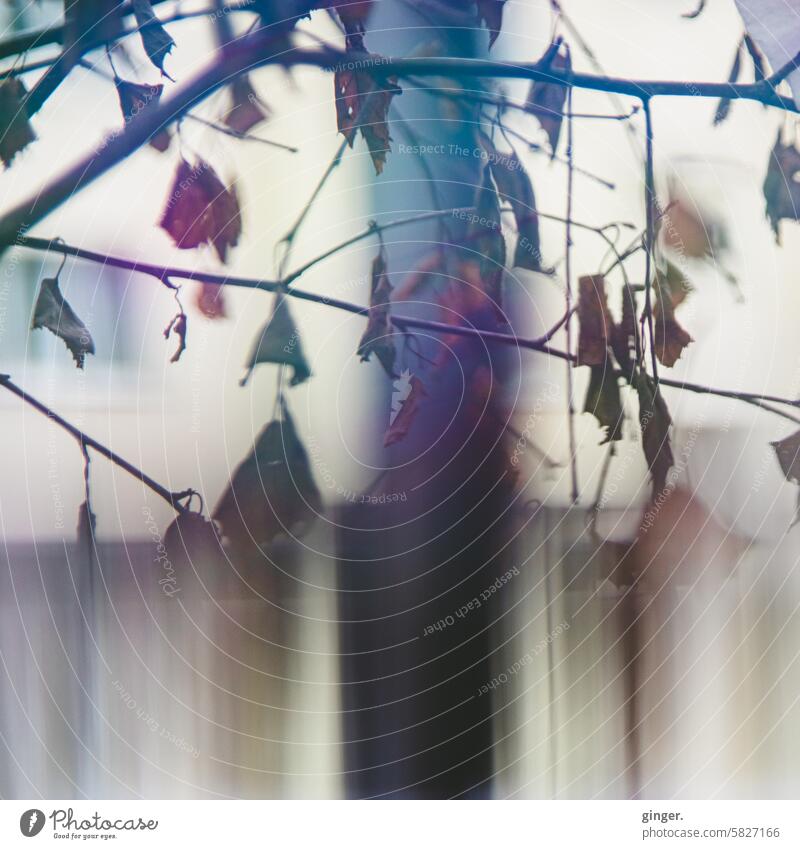 Looks like a rainy day, but it didn't rain - photography with prisms and filters elongated Molten branches strange Elongated Prism Prisms Twigs and branches