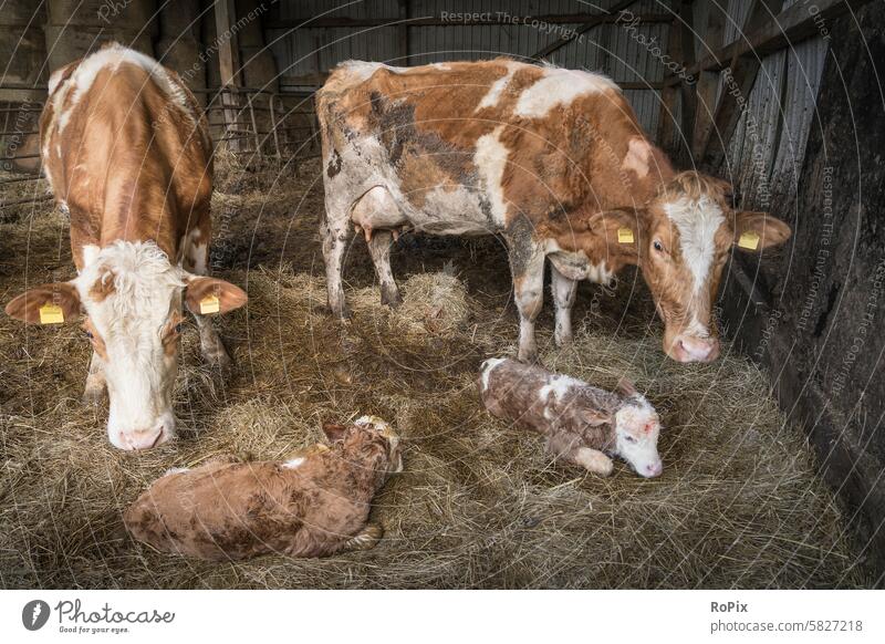Freshly born calves in a barn. Cow Cattle cattle Livestock Winter Scotland country Country life Agriculture Willow tree Cattle breeding highland highland cattle