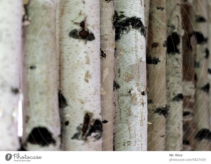 birch forest Birch tree Nature Birch wood Environment birch trunk Birch bark Tree trunk Tree bark Structures and shapes Wood naturally White Forest Round