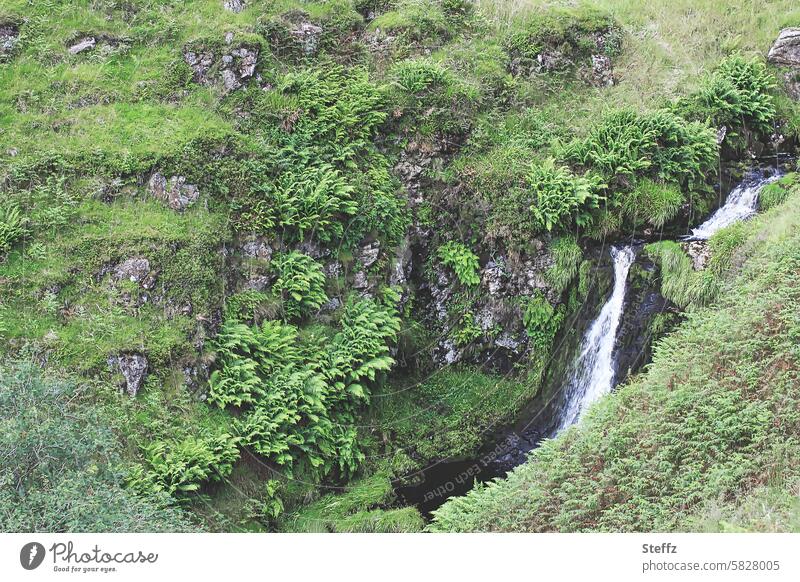 grassy hillside with a small waterfall in Scotland Hill Hill side Waterfall Grass wild plants Overgrown Green Calm luscious rocky grass-covered Territory