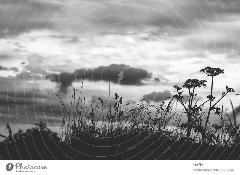 a meadow with wild plants in black and white Meadow meadow plants Grass Wild carrot out grasses wild nature Sky gray grey sky Gray Black black-and-white