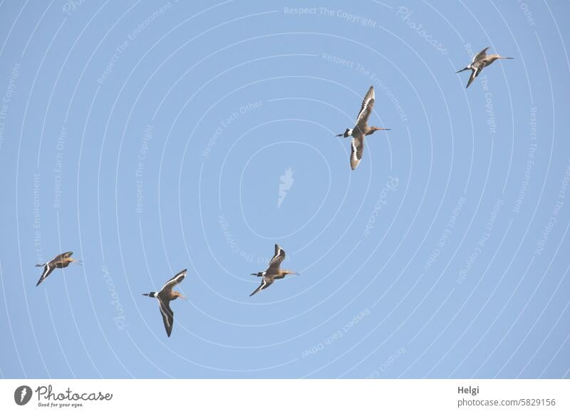 Flying godwits against a blue sky Bird Snipe Black-tailed Godwit Limosa limosa greta Snipe Bird Wading Bird endangered Migratory bird Nature Animal Ochsenmoor