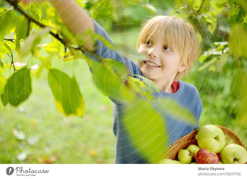 Little boy picking apples in orchard. Child holding straw basket with harvest. Harvesting in the domestic garden in autumn. Fruit for sale. Small business.