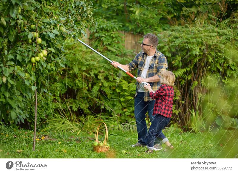 Little boy with his father picking up ripe apples using stick grabber to work in summer garden. Clever device for harvesting of fruit. collect child gardening