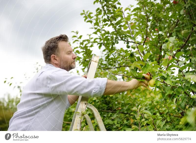 Mature man farmer picking apples in orchard. Person stands on a ladder near tree and reaching for an apple. Harvesting in the domestic garden in autumn. harvest