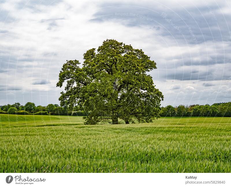 A mighty oak (Quercus) stands in a field with barley in Schleswig-Holstein, Germany Tree Oak tree Large mightily Old Landscape Cornfield Rural fields solitary
