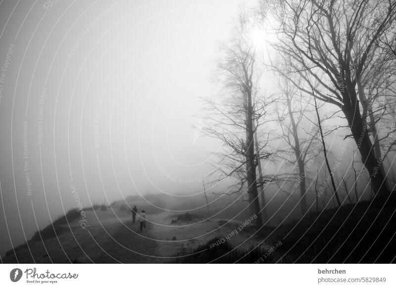 nebulous uncertainty Ambiguous Nature trees Mysterious cryptic Mystic Fog melancholically on one's own Loneliness Mecklenburg-Western Pomerania coast