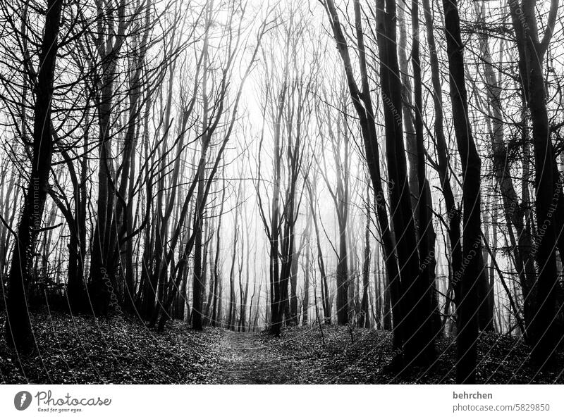 Bleak forest Grief Black & white photo melancholy Sadness Bright Dark trees Shadow Fog Tree trunk silent Seasons Plant Nature Bushes Forest pretty Mysterious