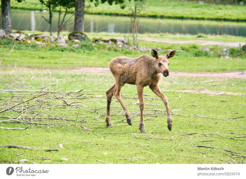 Moose baby in motion on a meadow. Young animal from the forest. King of the forest eating Sweden Scandinavia majestic wilderness Norway landscape dangerous