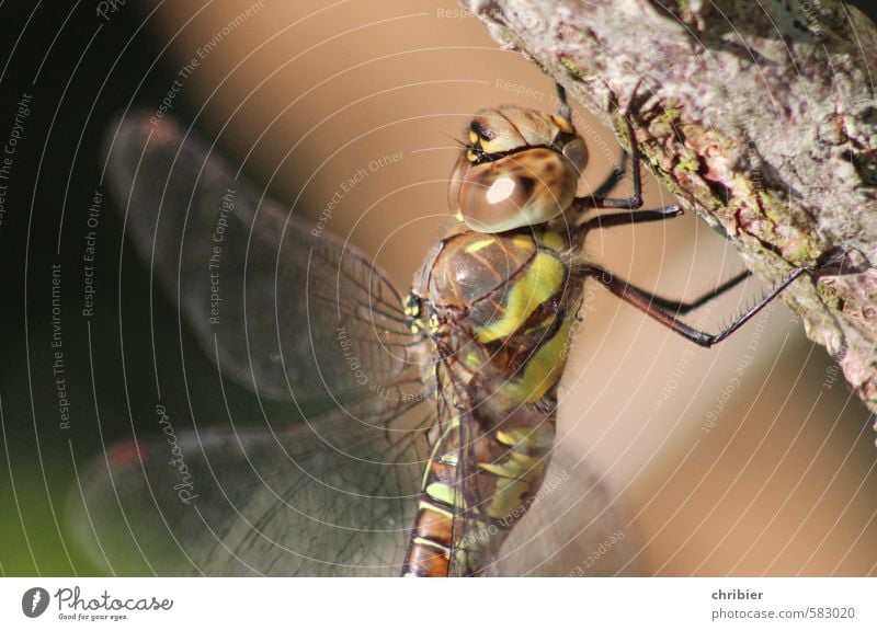 libella Animal Dragonfly Compound eye Dragonfly wing 1 Hang Sit Brown Green Delicate Transparent Colour photo Exterior shot Close-up Copy Space left