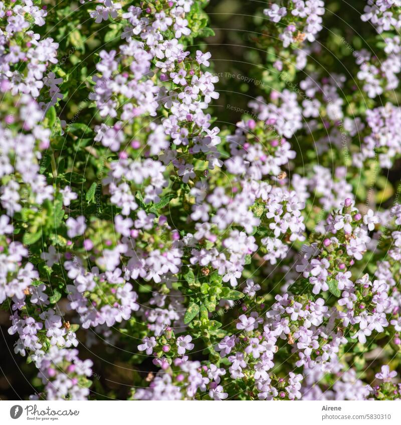 Thyme is not a pungent herb Honey flora pale pink pale purple blossom fragrant Blossom blossoms Garden Summer Summer's day a lot Green naturally Pink Fragrance